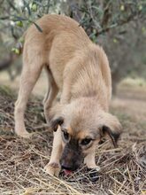 TEDDY, Hund, Mischlingshund in Griechenland - Bild 5