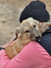 TEDDY, Hund, Mischlingshund in Griechenland - Bild 8