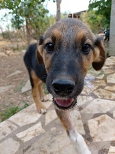 GASS, Hund, Mischlingshund in Griechenland - Bild 10