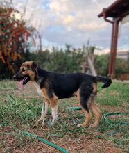 GASS, Hund, Mischlingshund in Griechenland - Bild 4