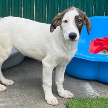 NADIA, Hund, Mischlingshund in Rumänien - Bild 8