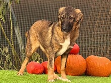 NOBY, Hund, Mischlingshund in Rumänien - Bild 1