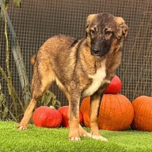 NOBY, Hund, Mischlingshund in Rumänien - Bild 3