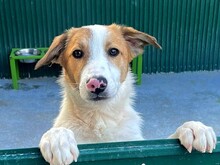 NIKE, Hund, Mischlingshund in Rumänien - Bild 1