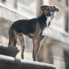 AIDA, Hund, Mischlingshund in Pommersfelden