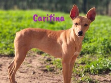 CARITINA, Hund, Mischlingshund in Spanien - Bild 1