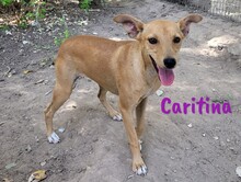 CARITINA, Hund, Mischlingshund in Spanien - Bild 10