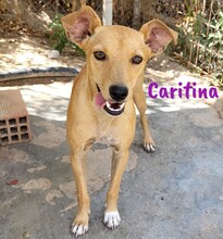 CARITINA, Hund, Mischlingshund in Spanien - Bild 3