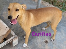 CARITINA, Hund, Mischlingshund in Spanien - Bild 6