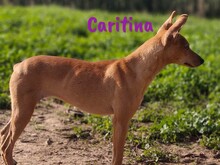 CARITINA, Hund, Mischlingshund in Spanien - Bild 7