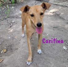 CARITINA, Hund, Mischlingshund in Spanien - Bild 8