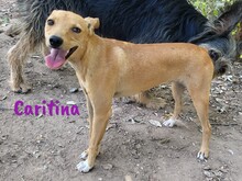 CARITINA, Hund, Mischlingshund in Spanien - Bild 9