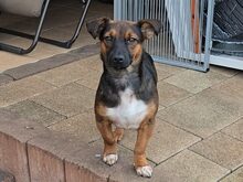 VILI, Katze, Dackel-Mix in Lünen - Bild 1