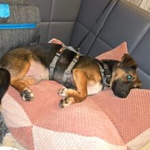 VILI, Katze, Dackel-Mix in Lünen - Bild 11
