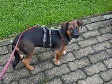 VILI, Katze, Dackel-Mix in Lünen - Bild 2