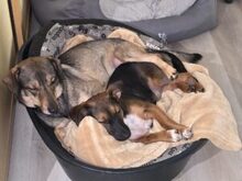 VILI, Katze, Dackel-Mix in Lünen - Bild 5