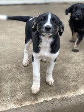 NYMERIA, Hund, Mischlingshund in Rumänien - Bild 1