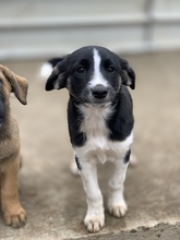 NYMERIA, Hund, Mischlingshund in Rumänien - Bild 2