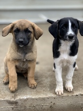 NYMERIA, Hund, Mischlingshund in Rumänien - Bild 3