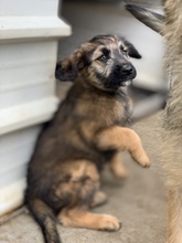 AMALA, Hund, Mischlingshund in Rumänien - Bild 2