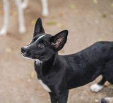 DARLING, Hund, Mischlingshund in Bulgarien - Bild 3