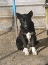 DARLING, Hund, Mischlingshund in Bulgarien - Bild 5