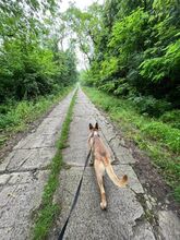 MALFOY, Hund, Mischlingshund in Slowakische Republik - Bild 11