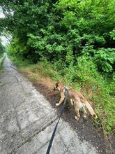 MALFOY, Hund, Mischlingshund in Slowakische Republik - Bild 12