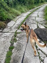 MALFOY, Hund, Mischlingshund in Slowakische Republik - Bild 13