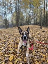 MALFOY, Hund, Mischlingshund in Slowakische Republik - Bild 24