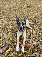 MALFOY, Hund, Mischlingshund in Slowakische Republik - Bild 25