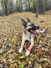 MALFOY, Hund, Mischlingshund in Slowakische Republik - Bild 26