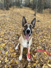 MALFOY, Hund, Mischlingshund in Slowakische Republik - Bild 27