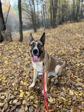 MALFOY, Hund, Mischlingshund in Slowakische Republik - Bild 28