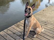 MAZE, Hund, Malinois-Deutscher Schäferhund-Mix in Wellheim