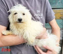 EZRA, Hund, Malteser in Schrobenhausen