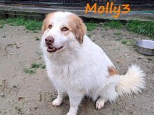 MOLLY3, Hund, Griechischer Hirtenhund in Griechenland - Bild 1