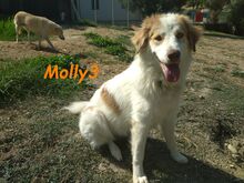 MOLLY3, Hund, Griechischer Hirtenhund in Griechenland - Bild 10