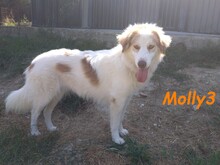 MOLLY3, Hund, Griechischer Hirtenhund in Griechenland - Bild 13