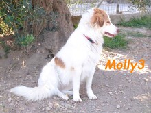 MOLLY3, Hund, Griechischer Hirtenhund in Griechenland - Bild 14