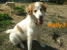 MOLLY3, Hund, Griechischer Hirtenhund in Griechenland - Bild 15