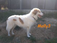 MOLLY3, Hund, Griechischer Hirtenhund in Griechenland - Bild 16