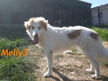 MOLLY3, Hund, Griechischer Hirtenhund in Griechenland - Bild 17