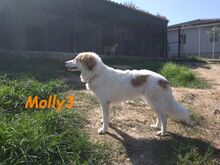 MOLLY3, Hund, Griechischer Hirtenhund in Griechenland - Bild 19