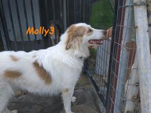 MOLLY3, Hund, Griechischer Hirtenhund in Griechenland - Bild 20