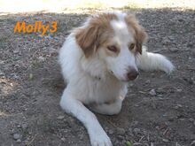 MOLLY3, Hund, Griechischer Hirtenhund in Griechenland - Bild 21