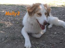 MOLLY3, Hund, Griechischer Hirtenhund in Griechenland - Bild 22