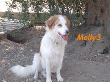 MOLLY3, Hund, Griechischer Hirtenhund in Griechenland - Bild 23