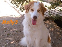 MOLLY3, Hund, Griechischer Hirtenhund in Griechenland - Bild 3