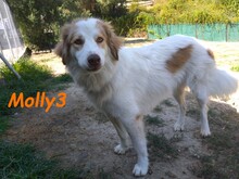 MOLLY3, Hund, Griechischer Hirtenhund in Griechenland - Bild 4